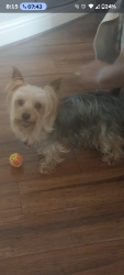 Lost Male Dog last seen Brady Creek ln, Richmond, TX 77406