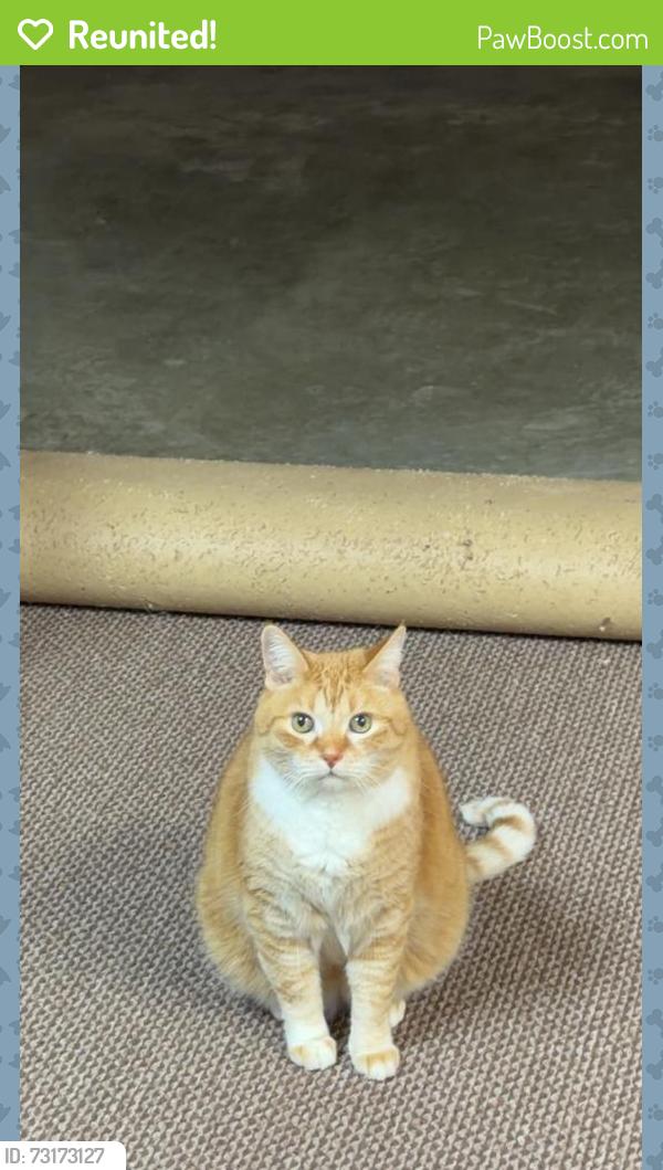 Reunited Male Cat last seen Jolly Rd and Williams, Lansing, MI 48911