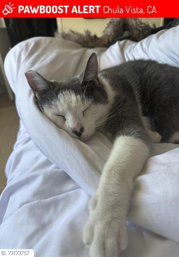 Lost Female Cat last seen Oleander and quince, Chula Vista, CA 91911
