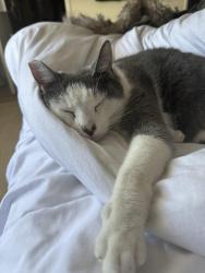 Lost Female Cat last seen Oleander and quince, Chula Vista, CA 91911