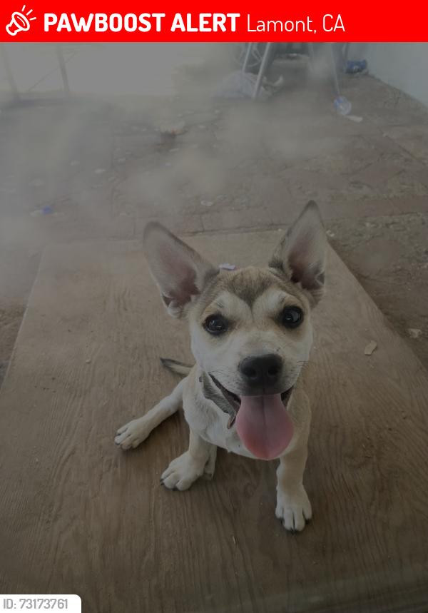 Lost Male Dog last seen Weatpach park, Lamont, CA 93241
