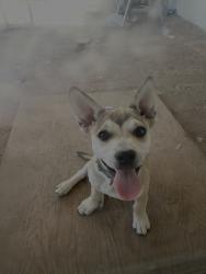 Lost Male Dog last seen Weatpach park, Lamont, CA 93241