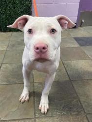 Shelter Stray Male Dog last seen Near N Yarbrough Dr, CITY of El Paso, TX, 5001 Fred Wilson Ave, El Paso, TX 79906, USA