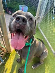 Shelter Stray Male Dog last seen Near N Hilton St, 21229, MD, 2490 Giles Rd, Baltimore, MD 21225, USA