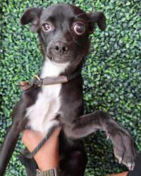 Shelter Stray Male Dog last seen Near Tierra Port Ct, CITY of El Paso, TX, 5001 Fred Wilson Ave, El Paso, TX 79906, USA