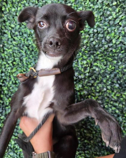 Shelter Stray Male Dog last seen Near Tierra Port Ct, CITY of El Paso, TX, 5001 Fred Wilson Ave, El Paso, TX 79906, USA
