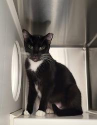 Shelter Stray Female Cat last seen Near E North Ave Balt., MD 21213, 21213, MD, 2490 Giles Rd, Baltimore, MD 21225, USA