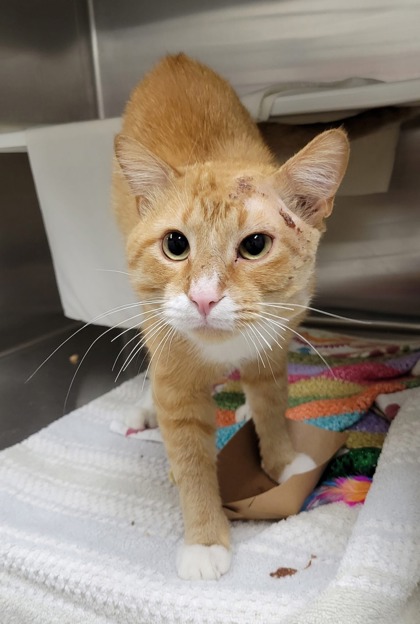Shelter Stray Male Cat last seen Near Cuthbert Ave, 21215, MD, 2490 Giles Rd, Baltimore, MD 21225, USA