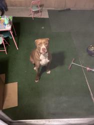 Found/Stray Male Dog last seen Cranston ave, Los Angeles, CA 91342