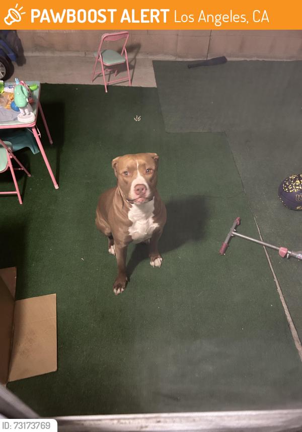Found/Stray Male Dog last seen Cranston ave, Los Angeles, CA 91342