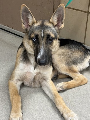 Shelter Stray Male Dog last seen Near Gus Thomas Road, 75150, TX, 1650 Gross Rd, Mesquite, TX 75149, USA