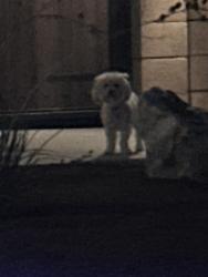 Found/Stray Unknown Dog last seen 11th Street, Hesperia, CA 92344