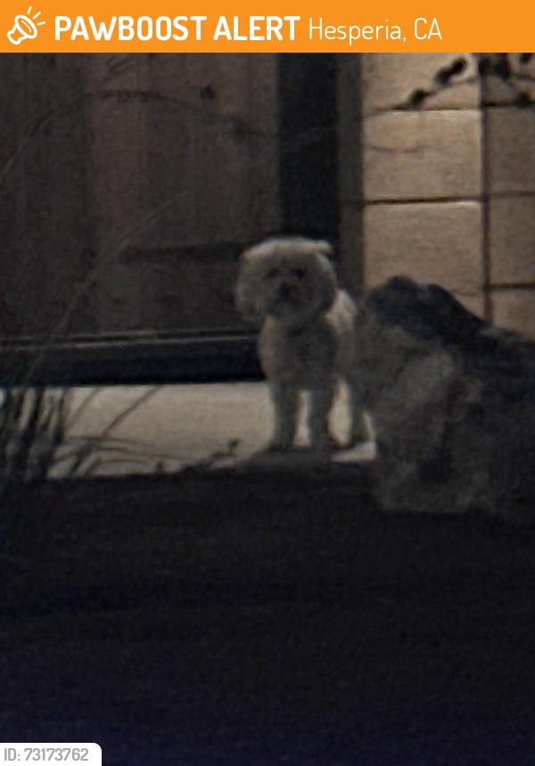 Found/Stray Unknown Dog last seen 11th Street, Hesperia, CA 92344