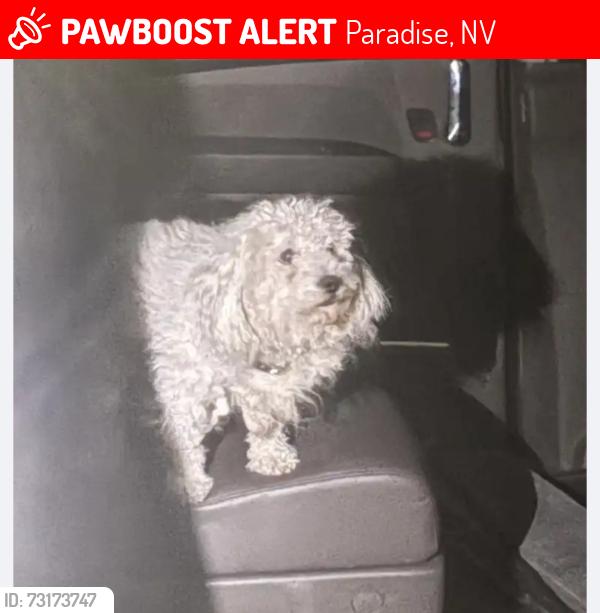 Lost Male Dog last seen meadow grove ct and meadow grove, Paradise, NV 89120