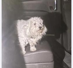 Lost Male Dog last seen meadow grove ct and meadow grove, Paradise, NV 89120