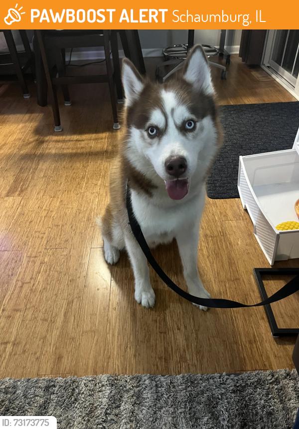 Found/Stray Male Dog last seen Schaumburg and Meacham rd, Schaumburg, IL 60173