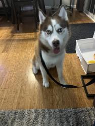 Found/Stray Male Dog last seen Schaumburg and Meacham rd, Schaumburg, IL 60173