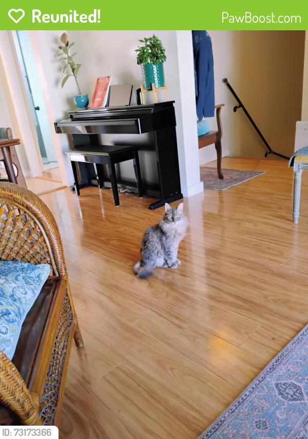 Reunited Female Cat last seen Mansel, San Francisco, CA 94134
