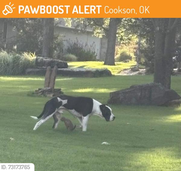 Found/Stray Male Dog last seen Snake creek Wilderness, Cookson, OK 74427