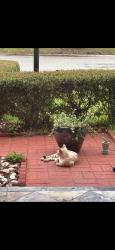 Reunited Male Cat last seen Short Pine Cir, Orlando, FL 32807, USA, Orlando, FL 32807