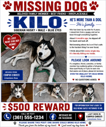 Lost Male Dog last seen Nile and mcardle, Corpus Christi, TX 78412