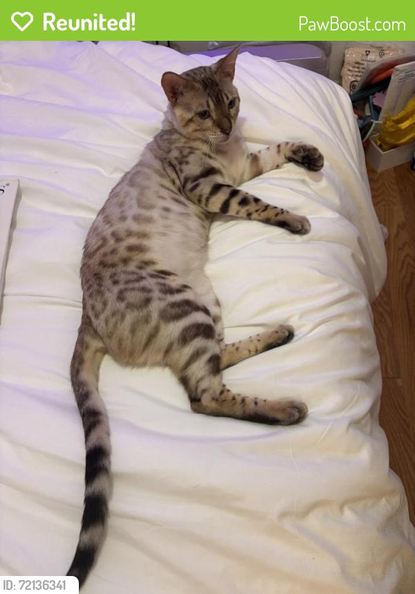 Reunited Male Cat last seen Near N Thornton Ave, Orlando, FL 32803, USA, Orlando, FL 32803
