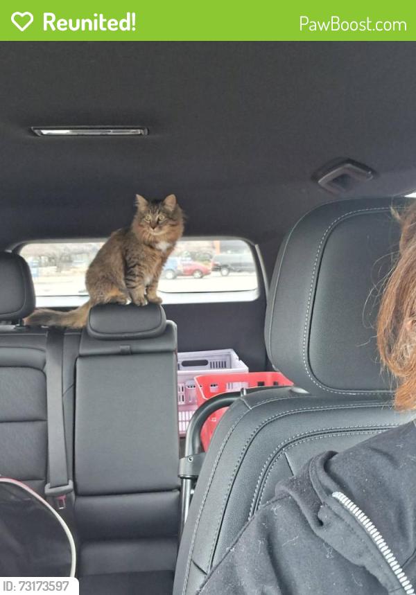 Reunited Female Cat last seen Saunders Blvd Southern Pines, Southern Pines, NC 28387