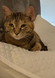Reunited Female Cat last seen Near West Alabama Street, Houston, TX 77027