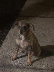 Found/Stray Male Dog last seen Bobbyhicks and Kingsport Hwy, 4 miles from tricities airport, Johnson City, TN 37615