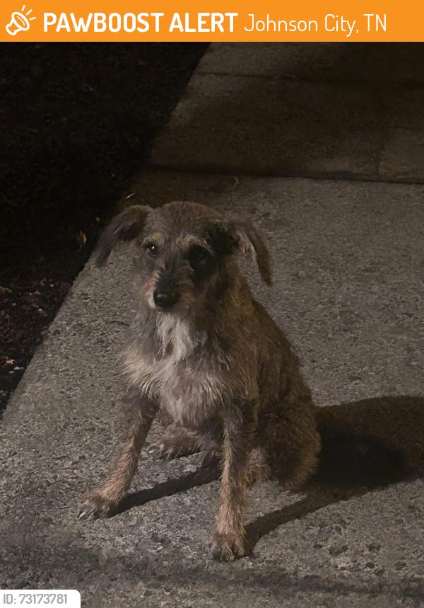 Found/Stray Male Dog last seen Bobbyhicks and Kingsport Hwy, 4 miles from tricities airport, Johnson City, TN 37615