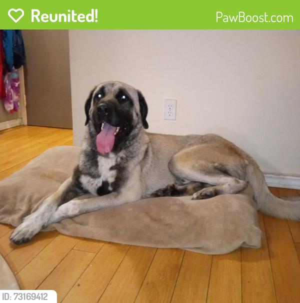 Reunited Male Dog last seen Weston Rd and Finch Ave, Toronto, ON M9M 2X3