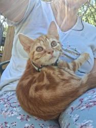 Lost Male Cat last seen Near highway 68, off of Green rd (1127), Brevard, NC 28712