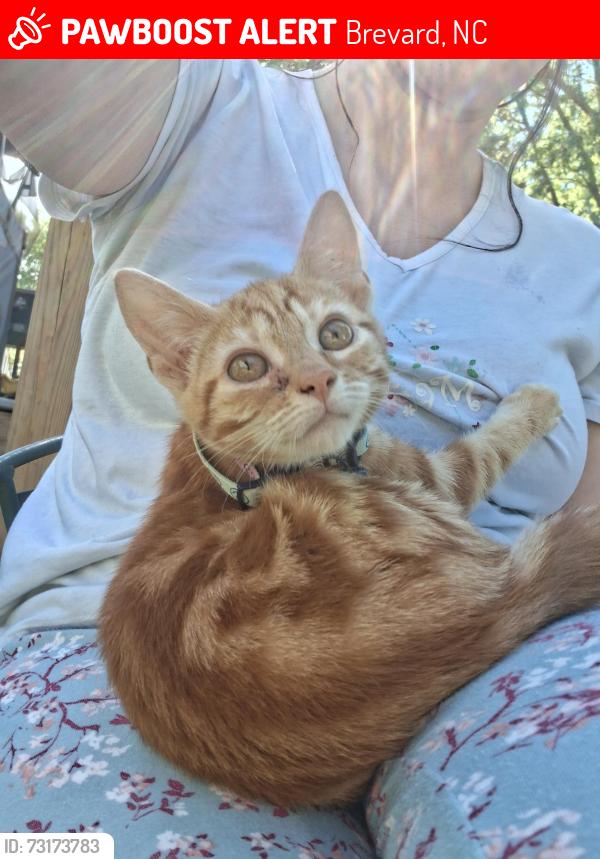 Lost Male Cat last seen Near highway 68, off of Green rd (1127), Brevard, NC 28712