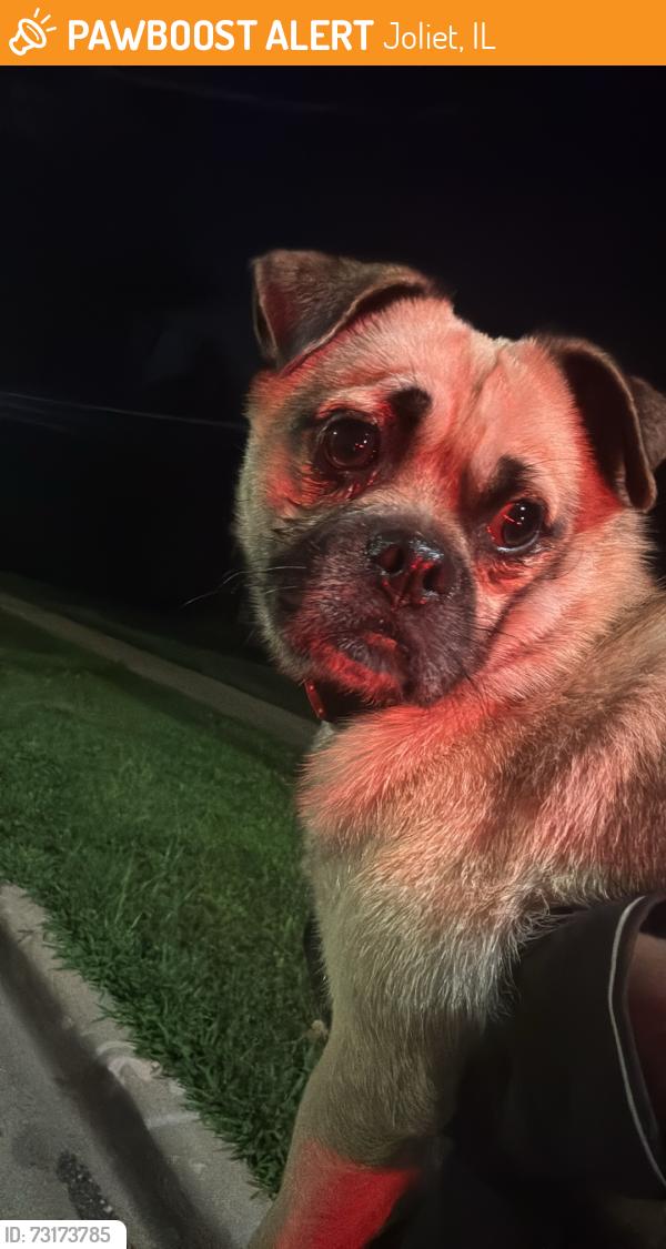 Found/Stray Male Dog last seen Joliet, Joliet, IL 60435