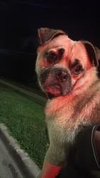 Found/Stray Male Dog last seen Joliet, Joliet, IL 60435