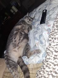 Reunited Male Cat last seen Polo ransom and Reynolda road, Winston-Salem, NC 27106