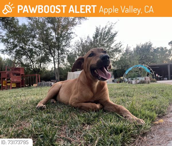 Found/Stray Unknown Dog last seen Central rd and bear valley rd, Apple Valley, CA 92308