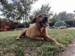Found/Stray Unknown Dog last seen Central rd and bear valley rd, Apple Valley, CA 92308