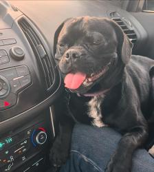 Lost Male Dog last seen 37th ave and Peoria, Phoenix, AZ 85029