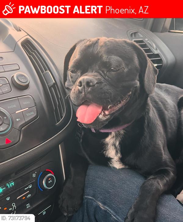 Lost Male Dog last seen 37th ave and Peoria, Phoenix, AZ 85029
