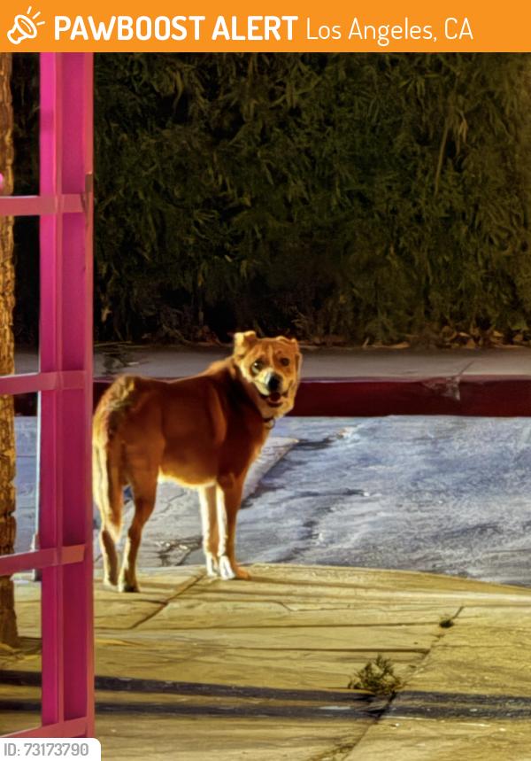 Found/Stray Unknown Dog last seen Washington Blvd and Normandie by the cemetery, Los Angeles, CA 90034