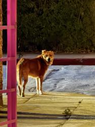 Found/Stray Unknown Dog last seen Washington Blvd and Normandie by the cemetery, Los Angeles, CA 90034