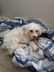 Reunited Male Dog last seen Near the entrance of Double Creek Crossing, Round Rock, TX 78664