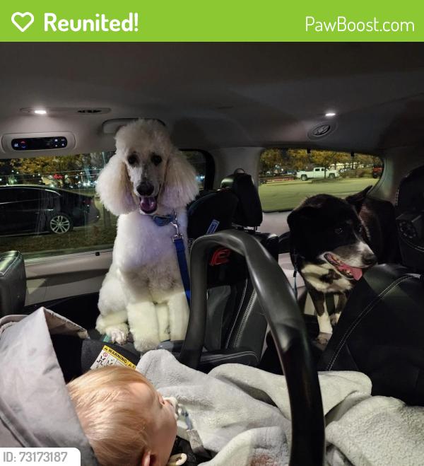 Reunited Male Dog last seen Bishop and 21st, Fruitland, ID 83619