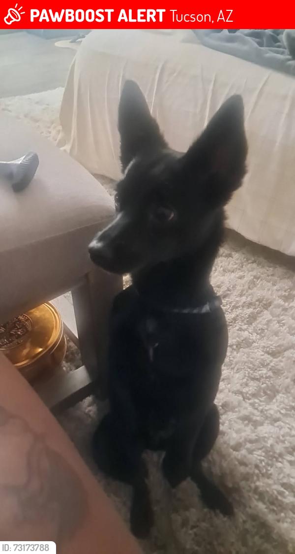 Lost Female Dog last seen 6th ave speedway, Tucson, AZ 85705