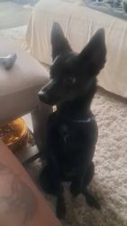 Lost Female Dog last seen 6th ave speedway, Tucson, AZ 85705