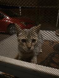 Found/Stray Unknown Cat last seen Markham, Riverside, CA 92508