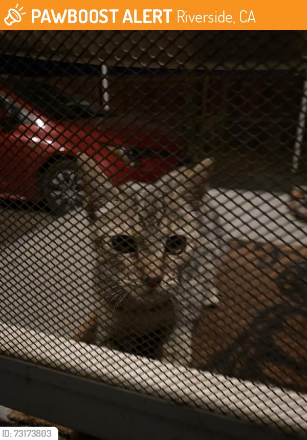 Found/Stray Unknown Cat last seen Markham, Riverside, CA 92508