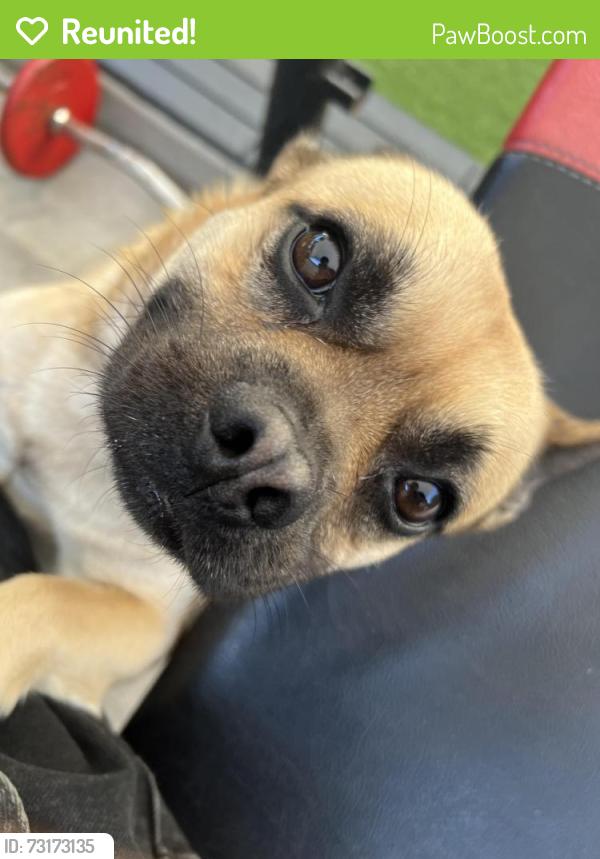 Reunited Male Dog last seen Bradford and dyer, Santa Ana, CA 92707