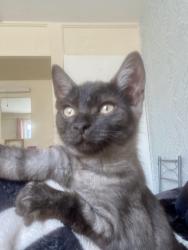 Lost Male Cat last seen New Heath Close, Wolverhampton - Blue skyscrapers Last seen being carried by a little girl into one of the blue flts, West Midlands, England 